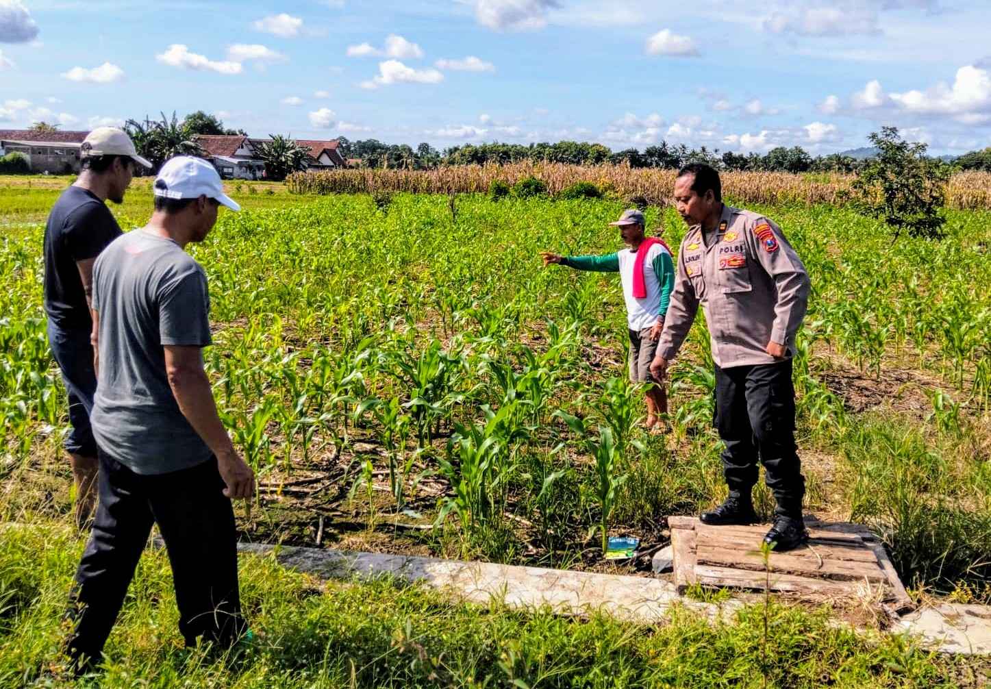 Polresta Banyuwangi Dorong Ketahanan Pangan Lewat Pendampingan Petani Jagung di Gambiran